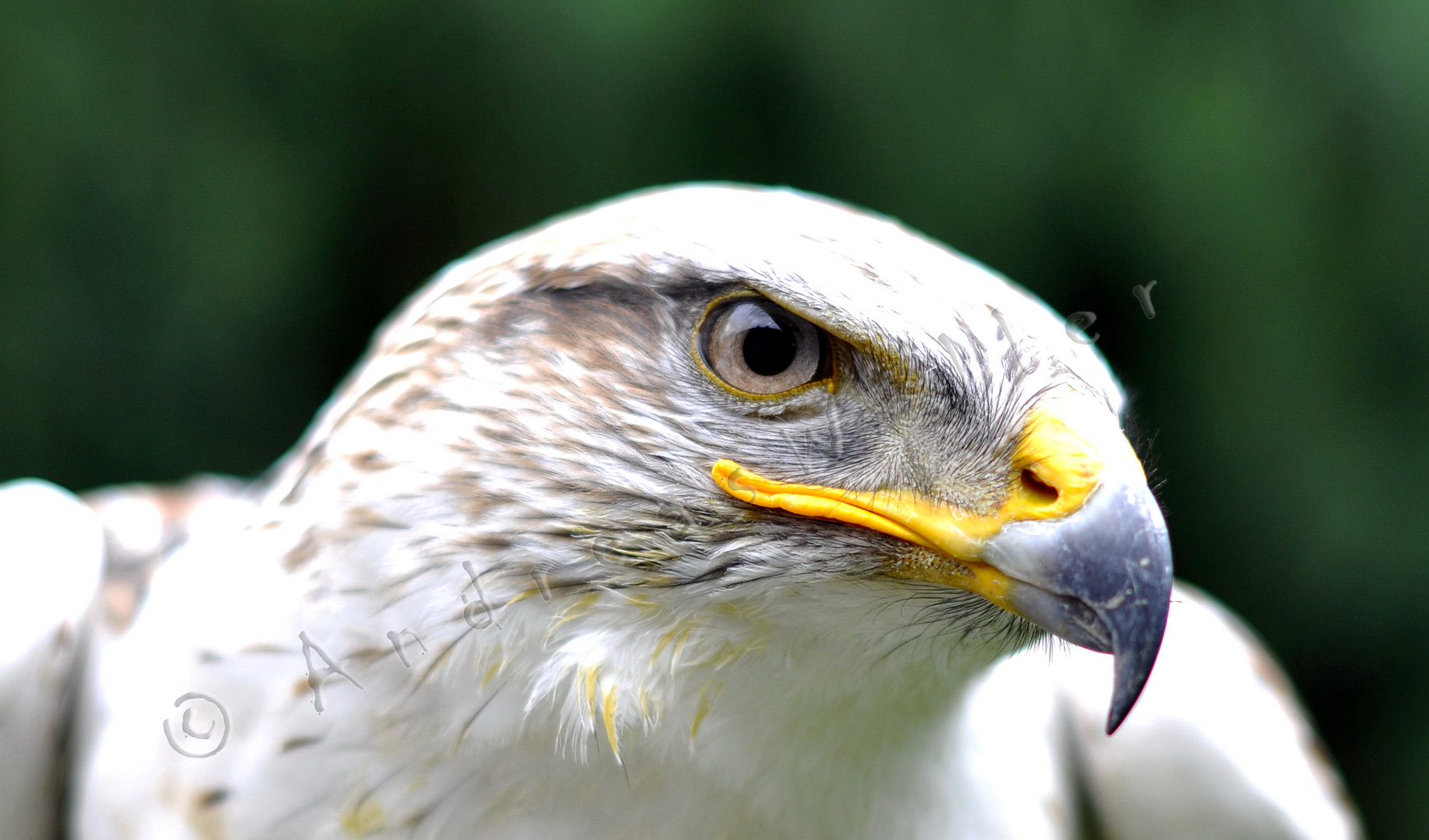 Nordamerikanischer Königs­bussard