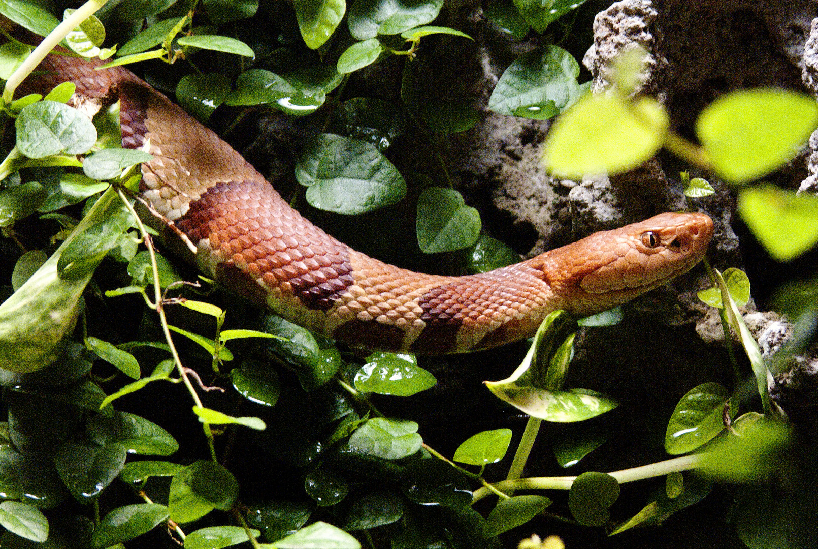 Nordamerikanischer Kupferkopf fotografiert im Münchner Tierpark