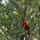 Nordamerikanischer Roter Kardinal