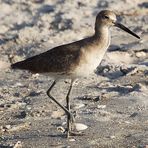 Nordamerikanischer Schlammtreter - Willet (Tringa semipalmata, früher Catoptrophorus semipalmatus)