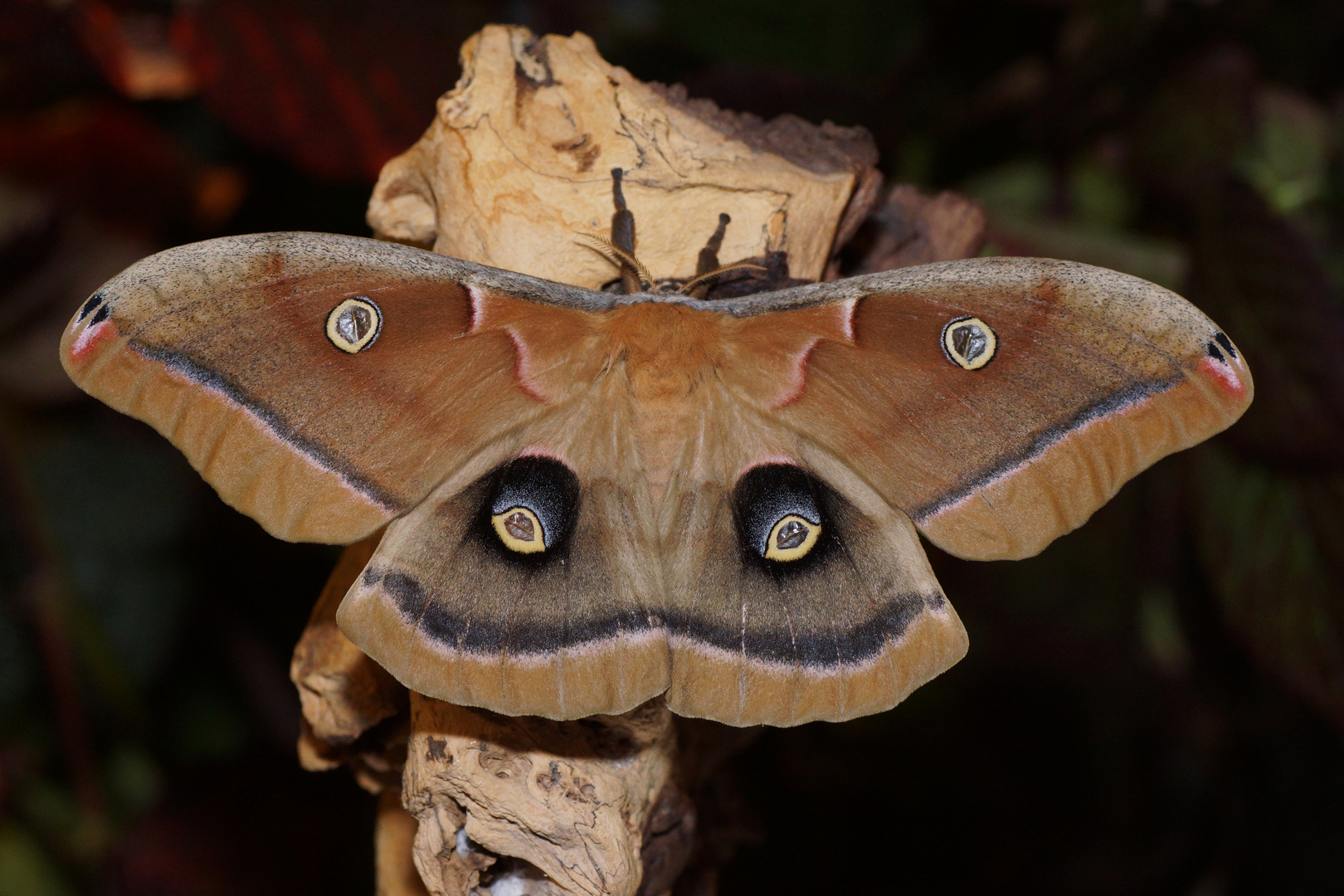 Nordamerikanischer Seidenspinner (Antheraea polyphemus)