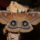 Nordamerikanischer Seidenspinner (Antheraea polyphemus)