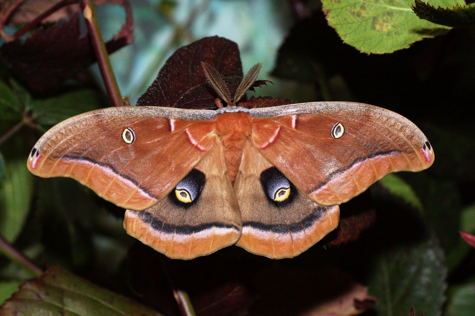 Nordamerikanischer Seidenspinner (Antheraea polyphemus) Männchen