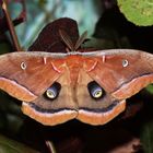 Nordamerikanischer Seidenspinner (Antheraea polyphemus) Männchen