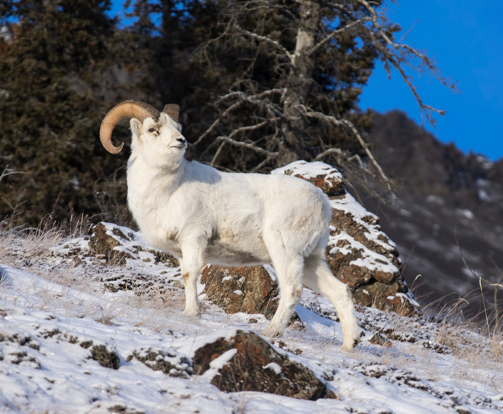 Nordamerikanischer Steinbock