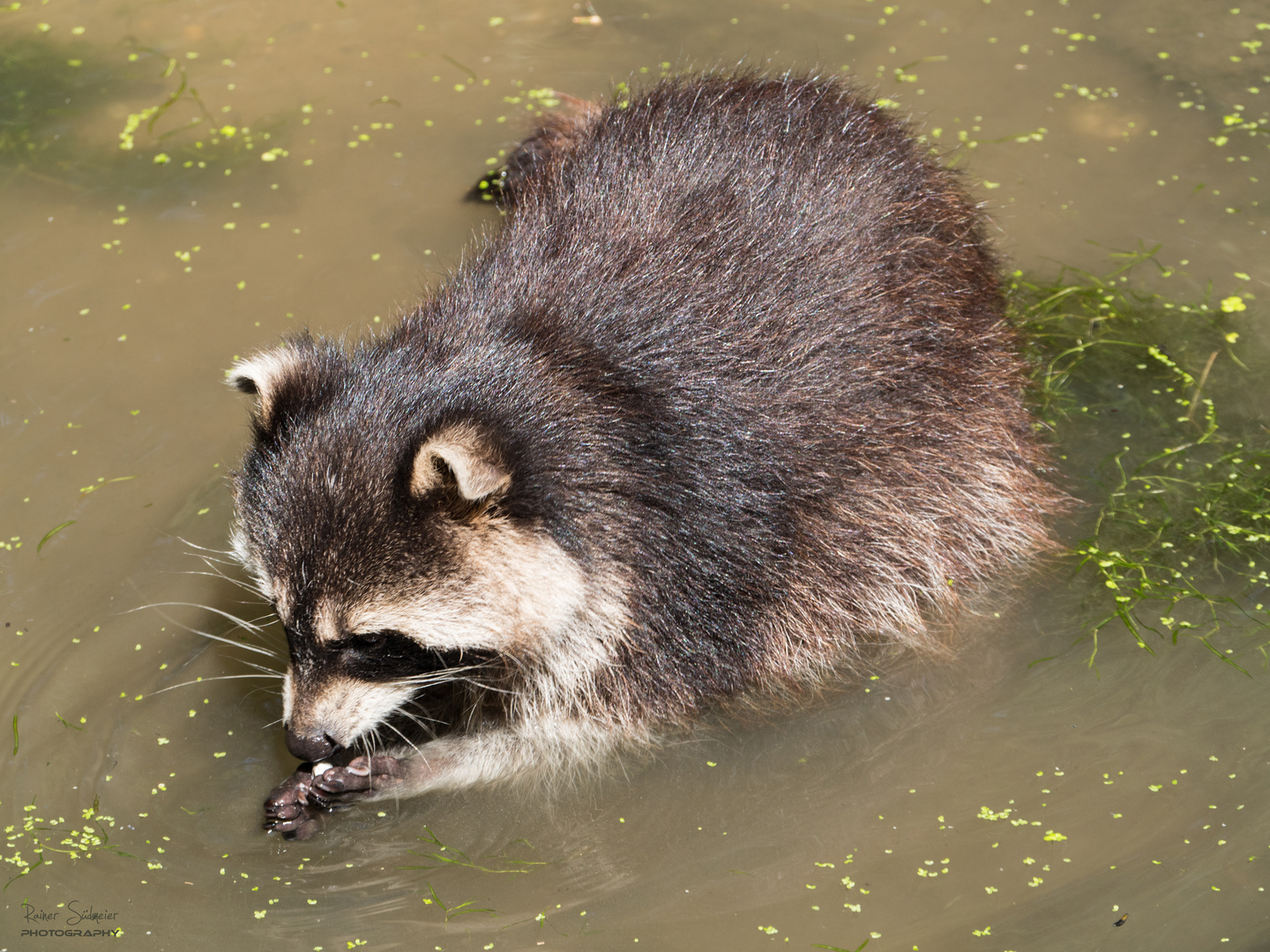 Nordamerikanischer Waschbär