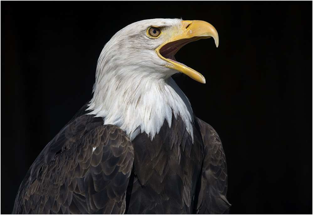 Nordamerikanischer Weißkopfseeadler