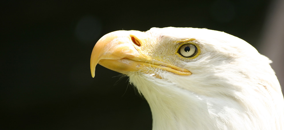 Nordamerikanischer Weißkopfseeadler