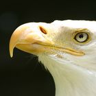 Nordamerikanischer Weißkopfseeadler