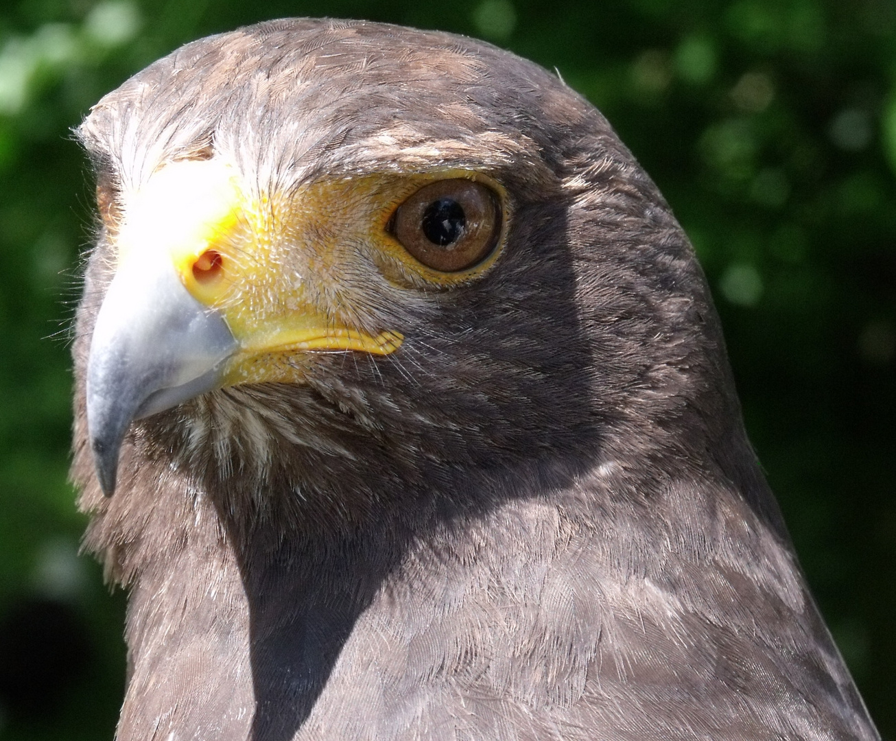 Nordamerikanischer Wüstenbussard