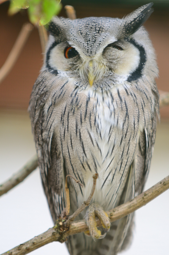 Nordbüscheleule (Ptilopsis leucotis), Northern white-faced owl, Autillo cariblanco