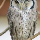 Nordbüscheleule (Ptilopsis leucotis), Northern white-faced owl, Autillo cariblanco