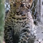 Nordchinesischer Jung-Leopard