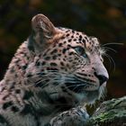 Nordchinesischer Leopard