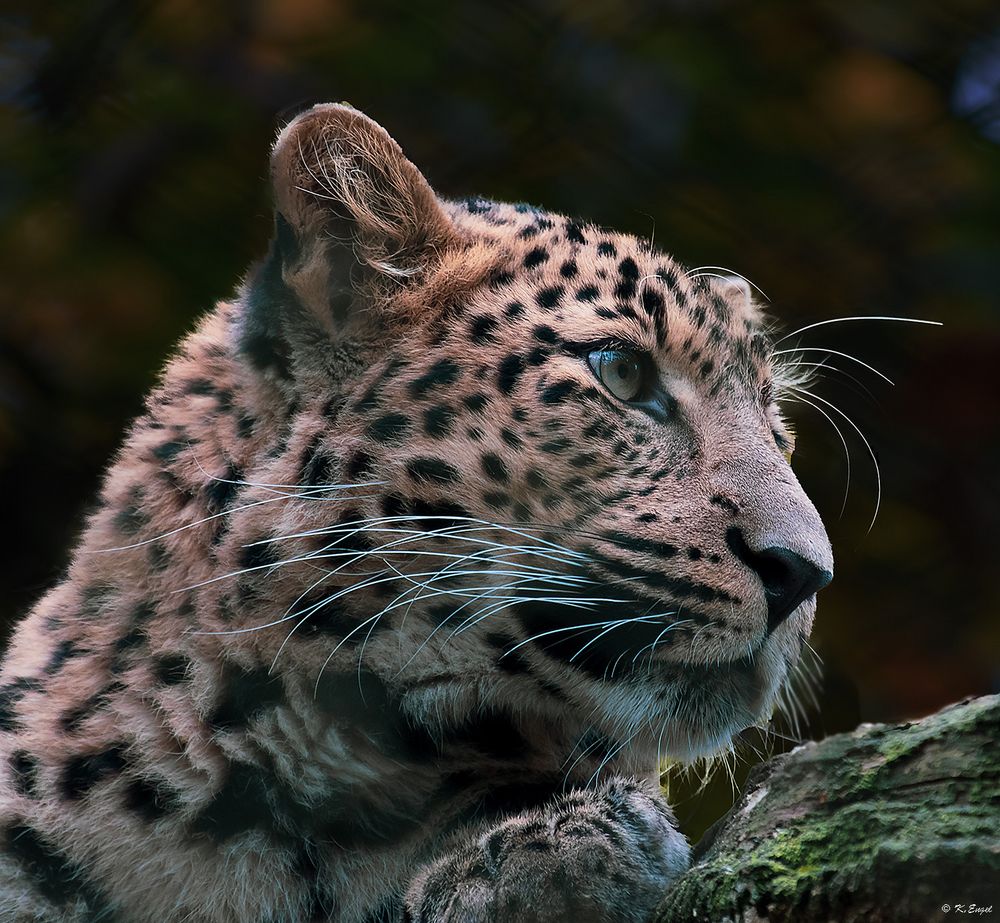 Nordchinesischer Leopard