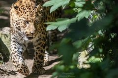 Nordchinesischer Leopard 