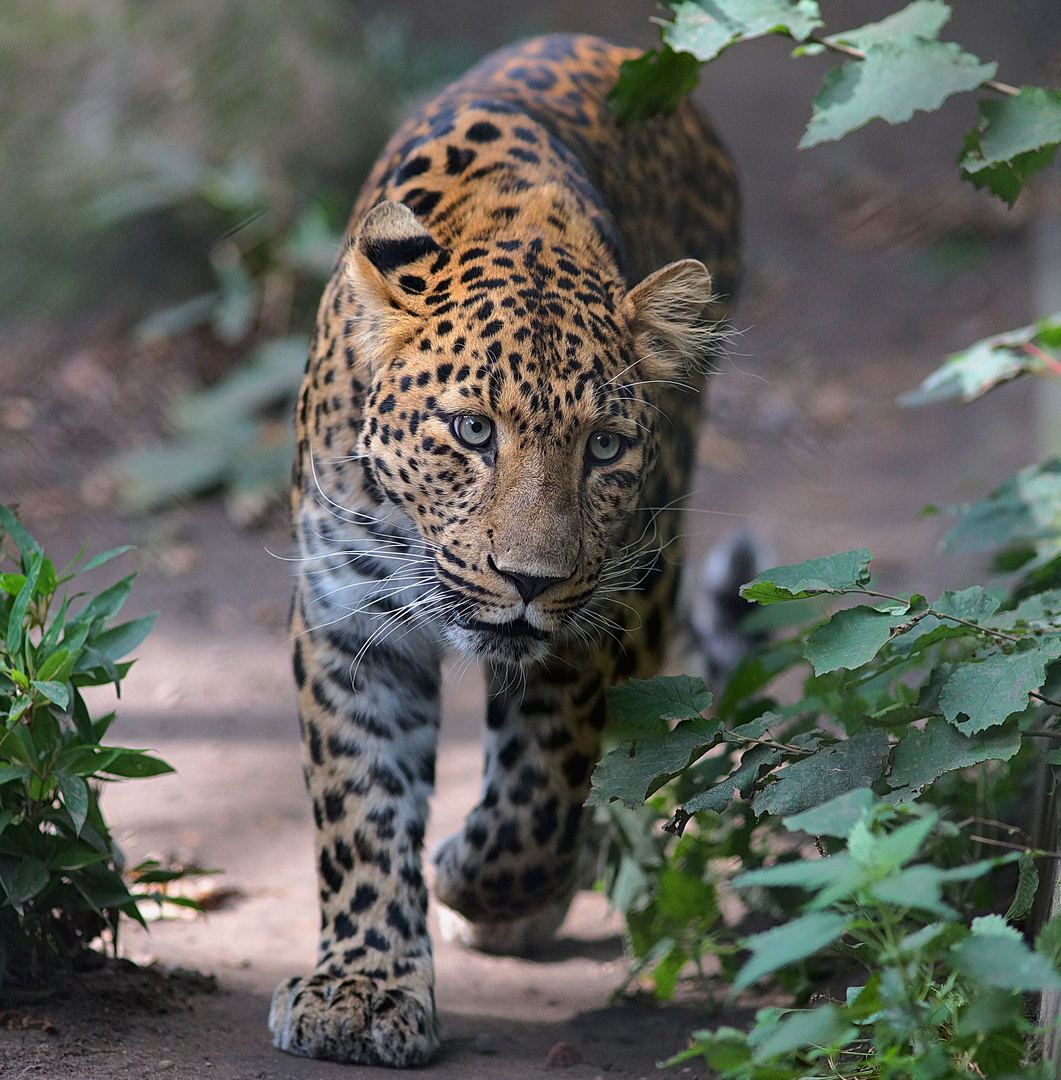 Nordchinesischer Leopard