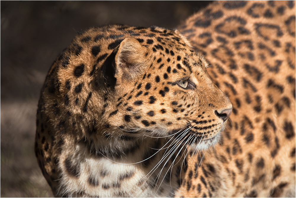Nordchinesischer Leopard.....