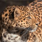 Nordchinesischer Leopard.....