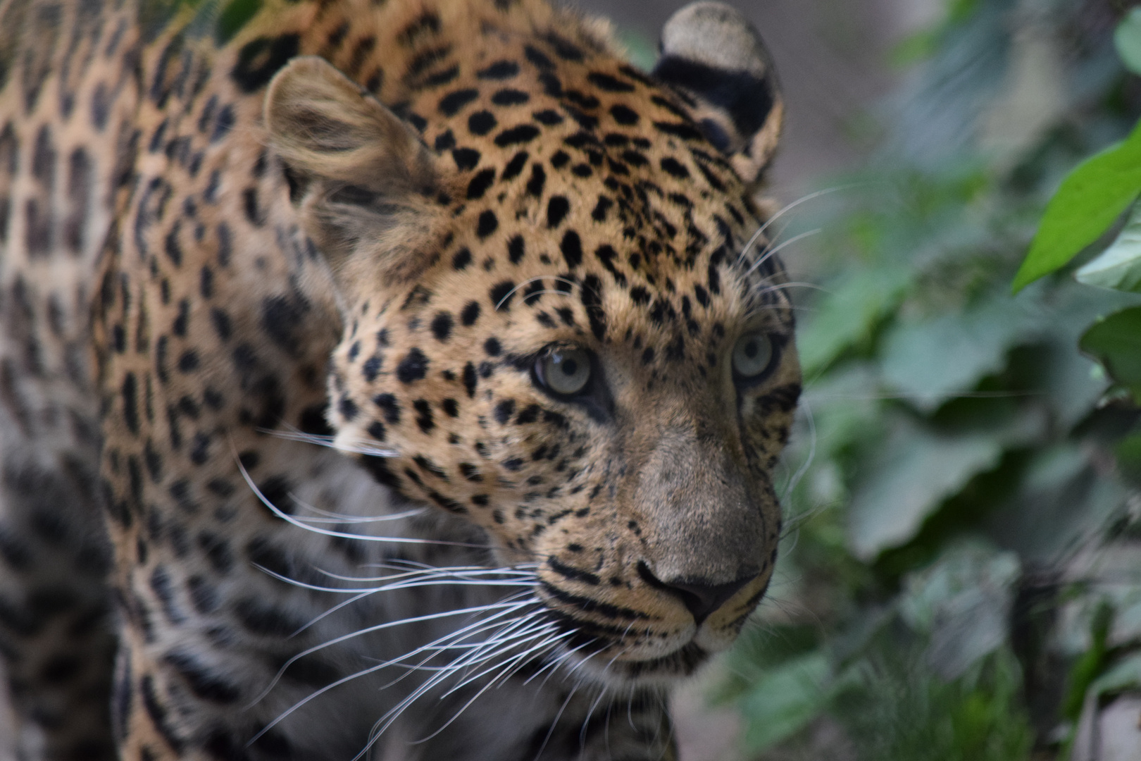 Nordchinesischer Leopard