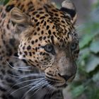 Nordchinesischer Leopard