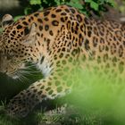 Nordchinesischer Leopard