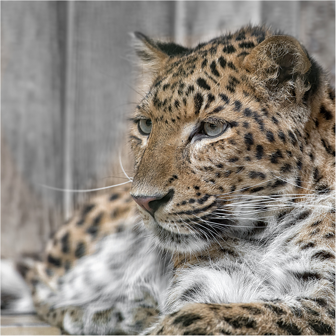 Nordchinesischer Leopard