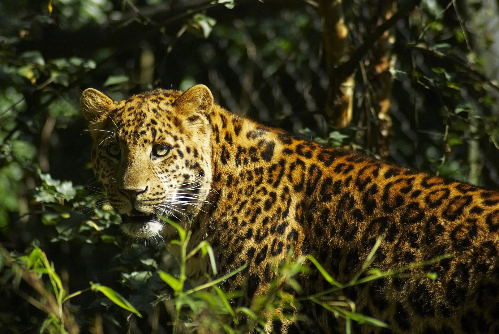 Nordchinesischer Leopard