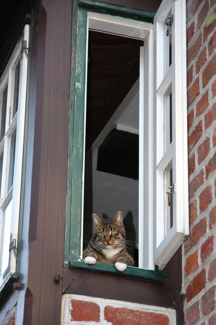 Norddeutsche Fachwerkkatze