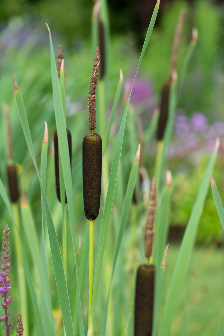 Norddeutsche Gartenimpressionen 