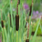 Norddeutsche Gartenimpressionen 