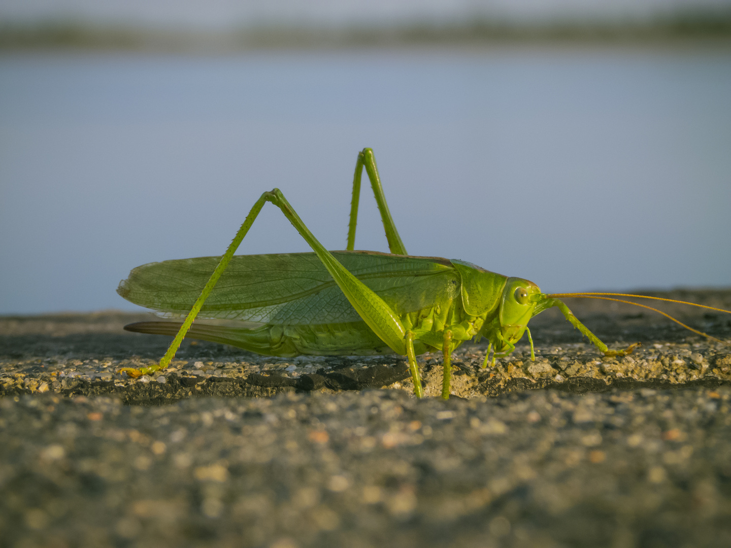 Norddeutsche Heuschrecke (Orthoptera)