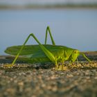 Norddeutsche Heuschrecke (Orthoptera)