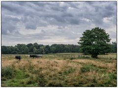 Norddeutsche Landschaft