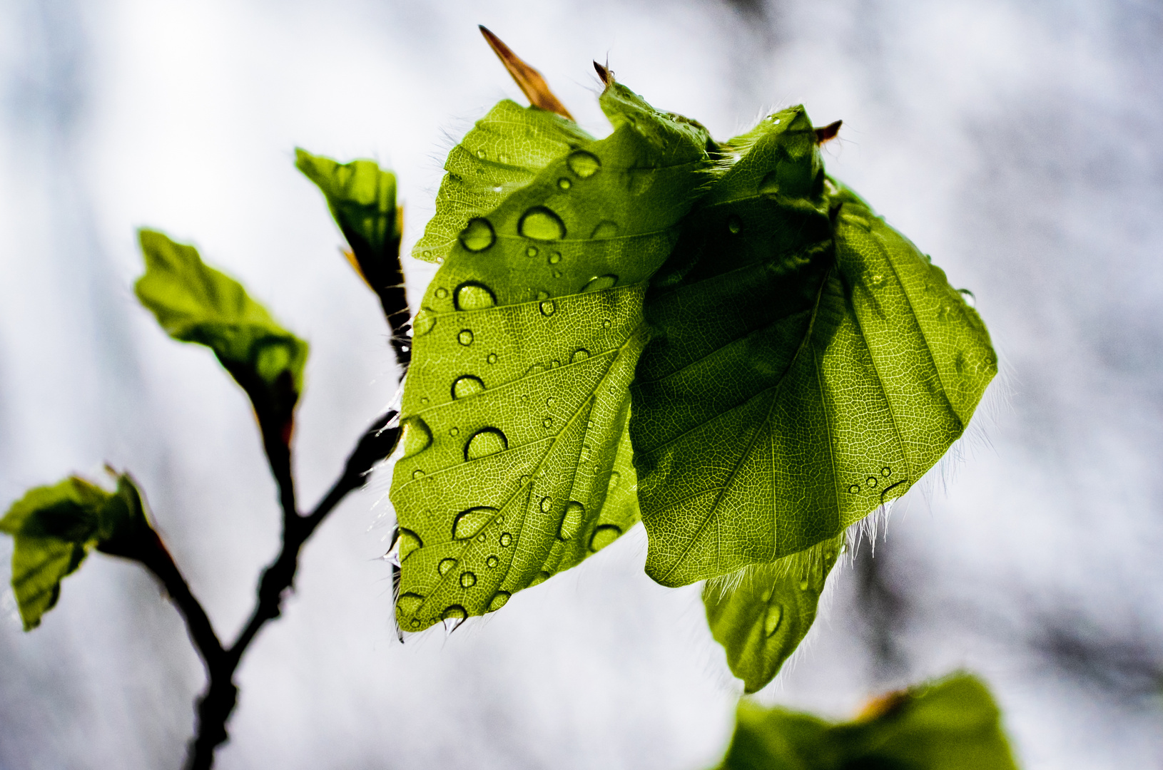 Norddeutscher Frühling