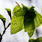 Norddeutscher Frühling