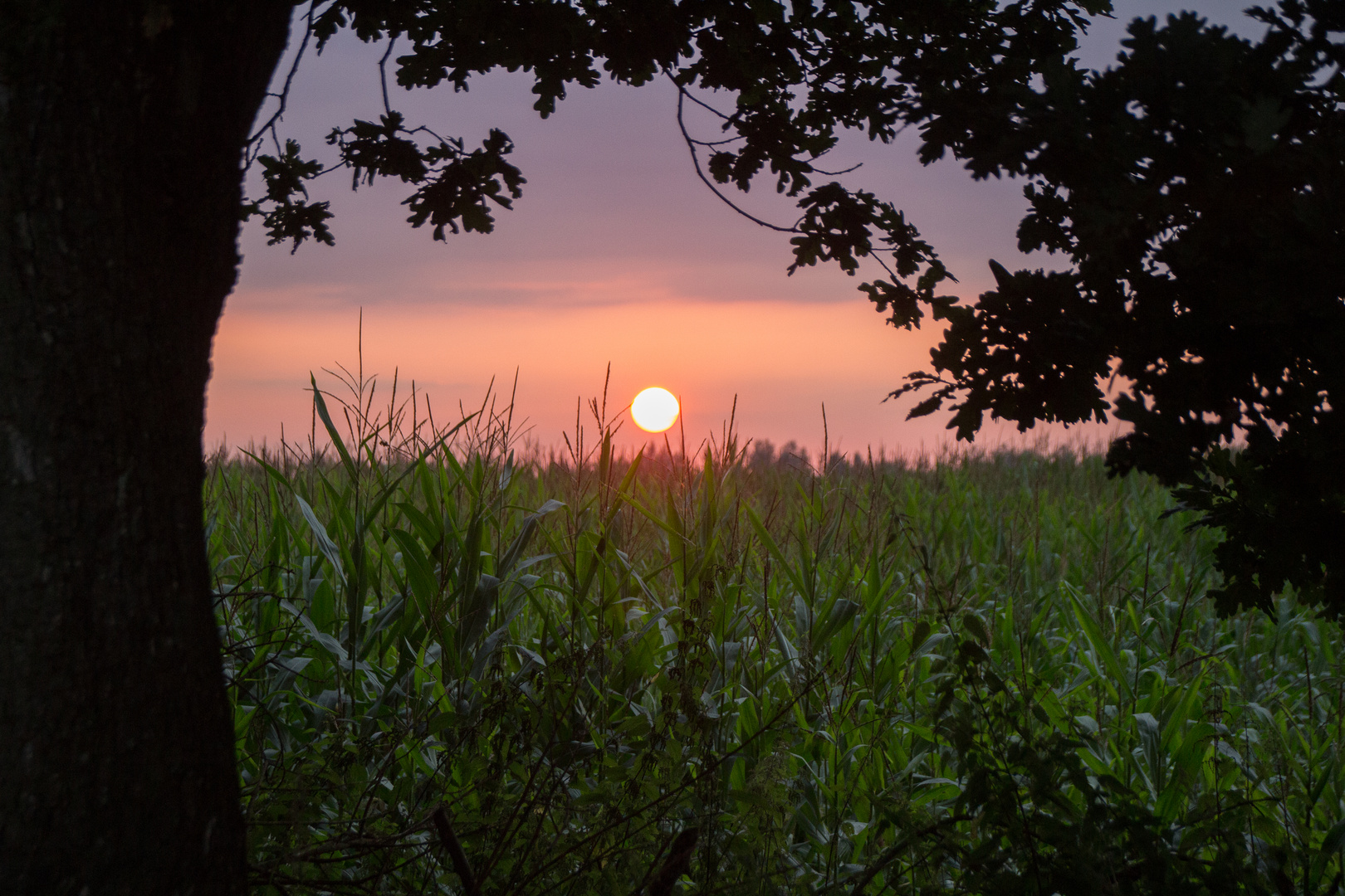 Norddeutscher  Morgen