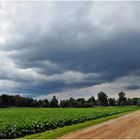 Norddeutscher Sommer