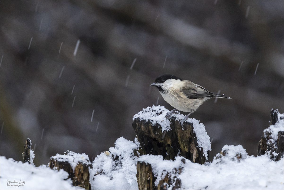 Norddeutsches Schietwetter II