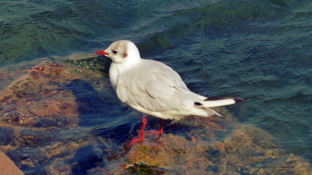 Nordermole in Travemünde