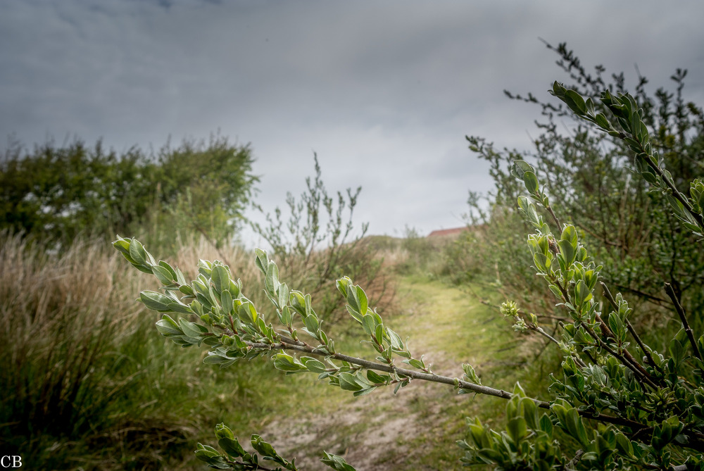 Norderney