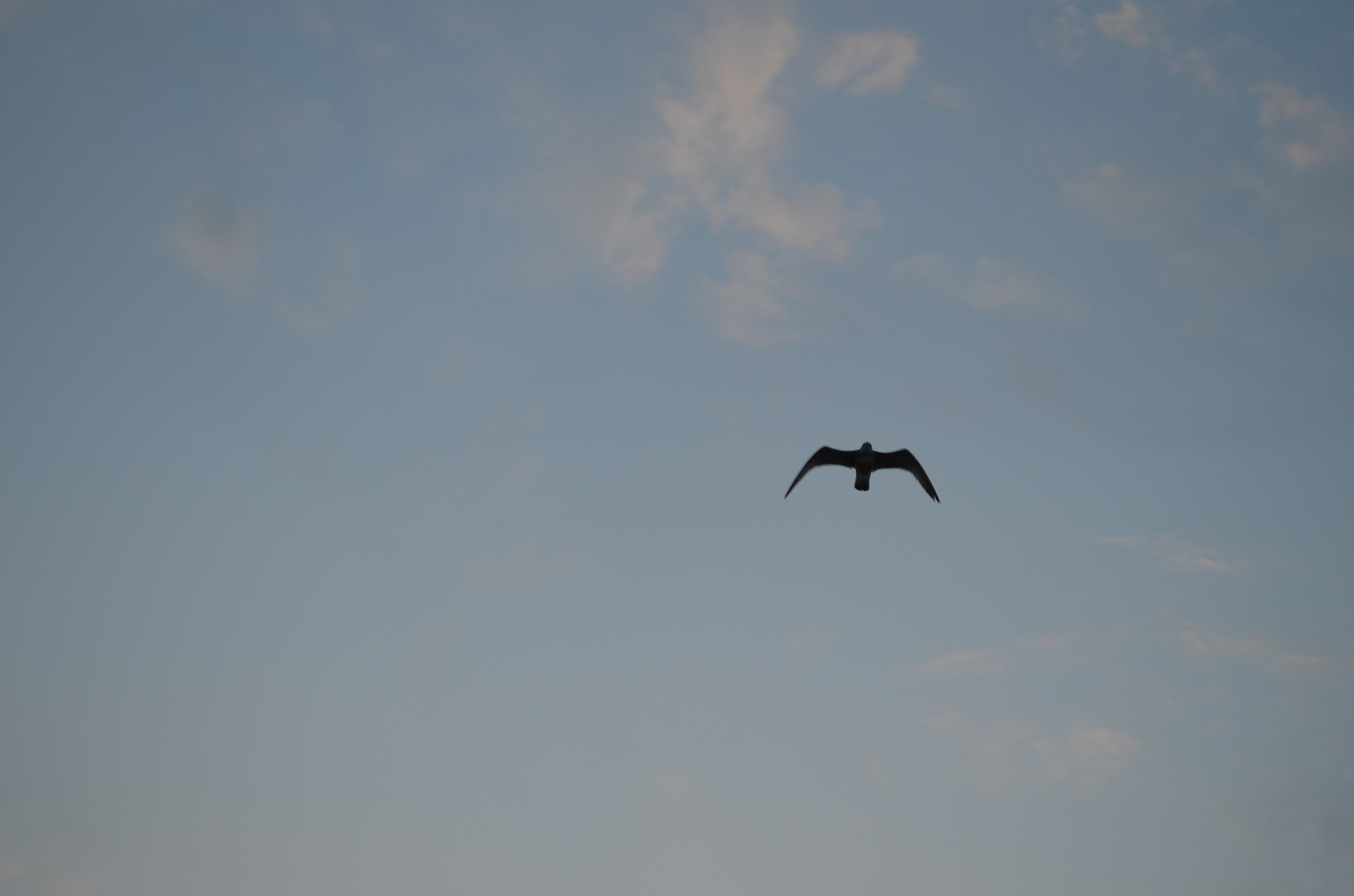 Norderney 2018 - Über der Möwe der Himmel