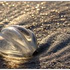 Norderney 22.01. 08 / 17.10 Uhr Strandspaziergang mit Sonne :)