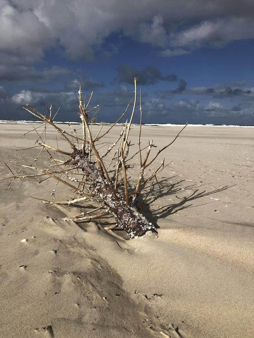 Norderney 