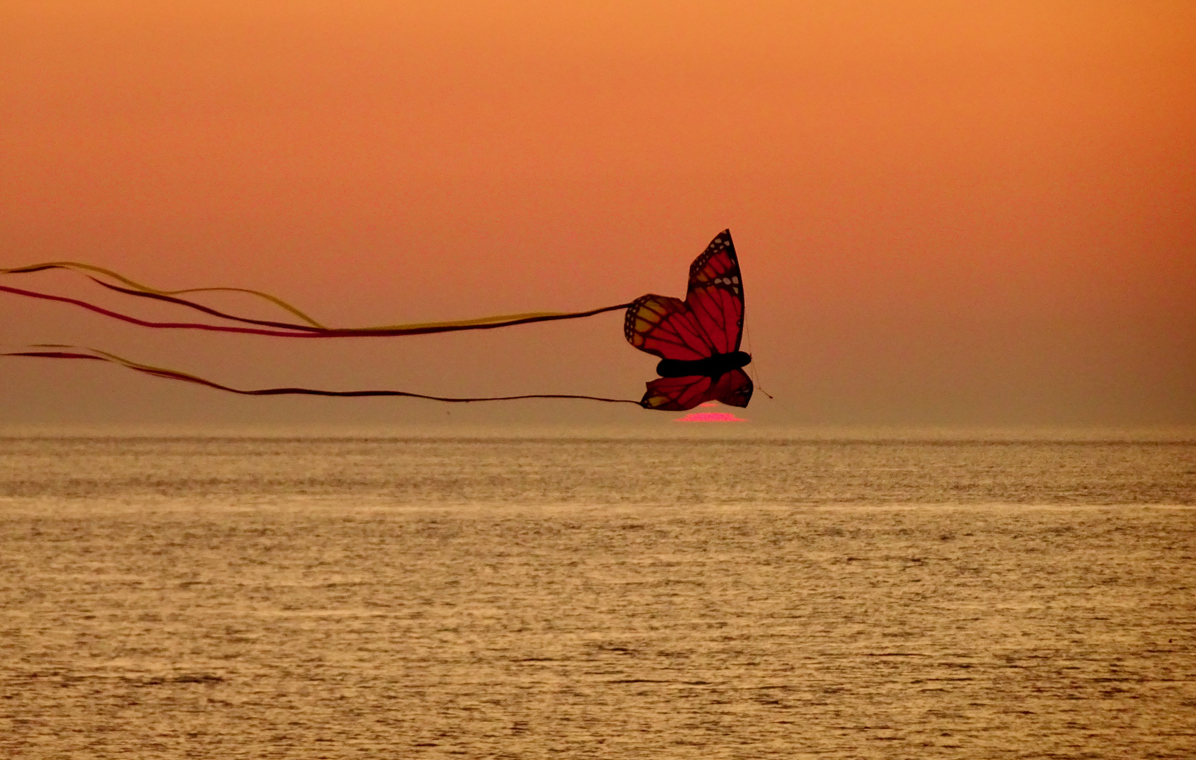 Norderney - ... butterfly, my butterfly ...