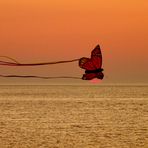 Norderney - ... butterfly, my butterfly ...