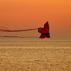 Norderney - ... butterfly, my butterfly ...