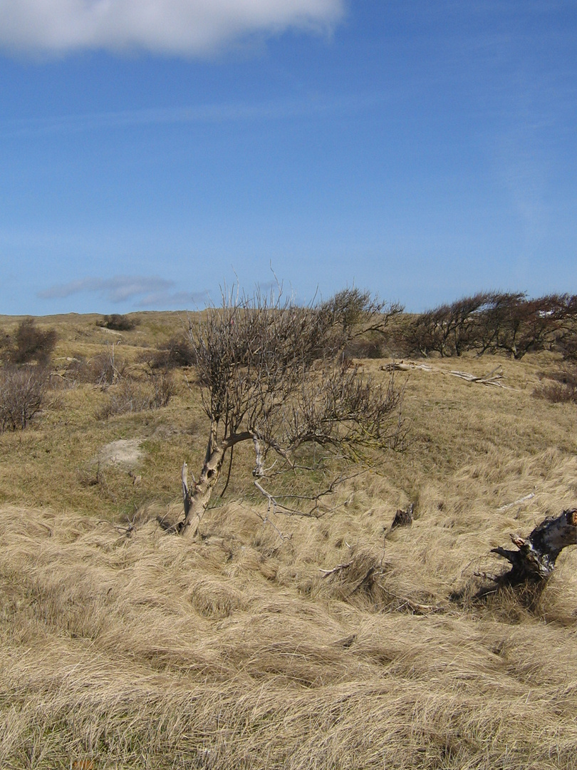 Norderney - Dünenlandschaft