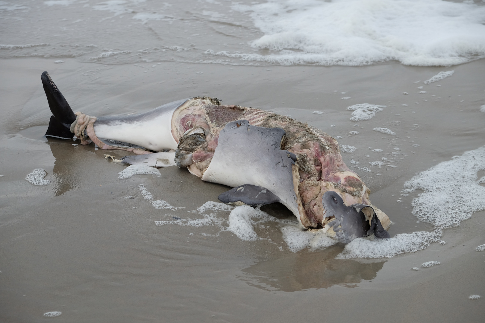 Norderney, Schweinswal-Kadaver