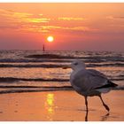 Norderney - Sonnenuntergang - Die Möwe auf einem Bein